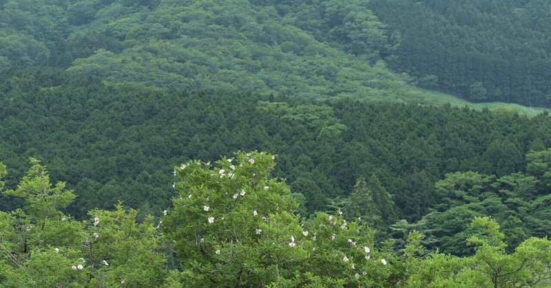 箱根湿生花園