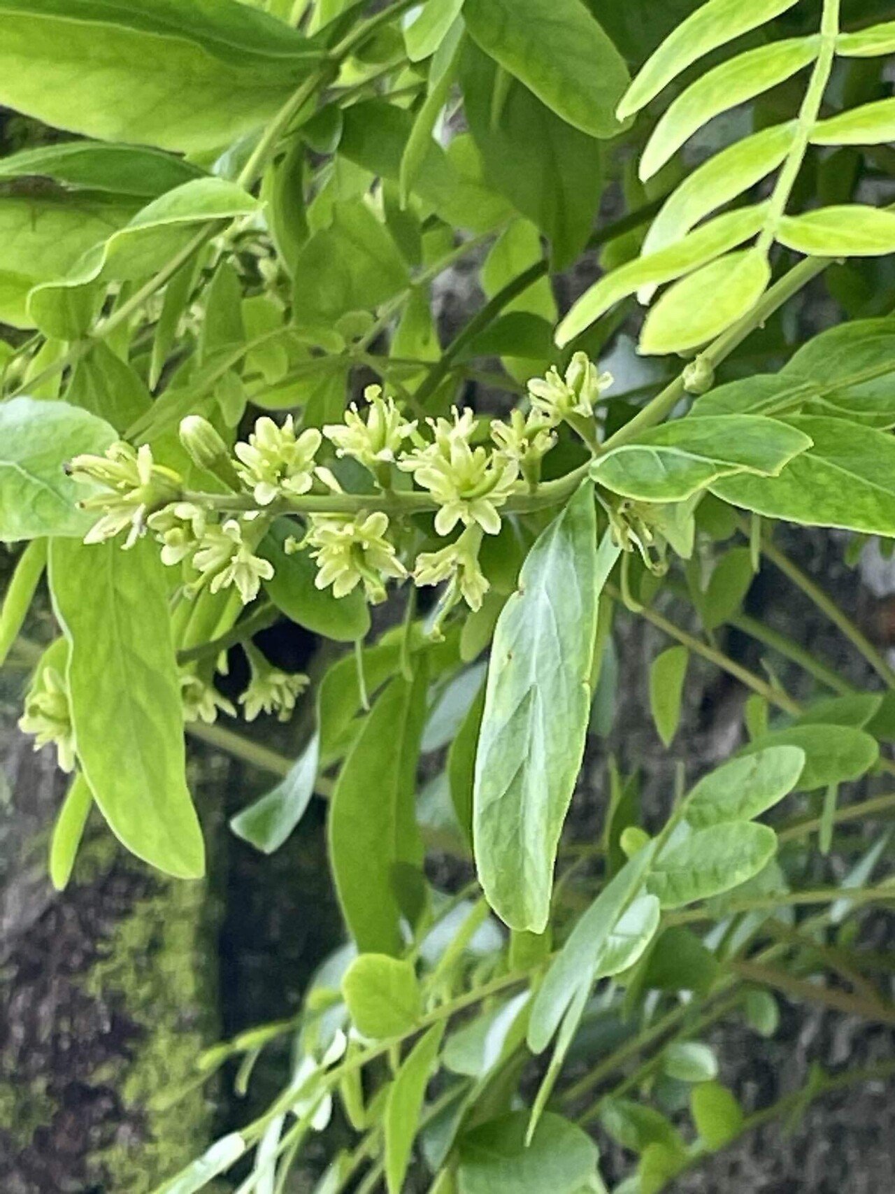 熊谷🐻熊吉|note