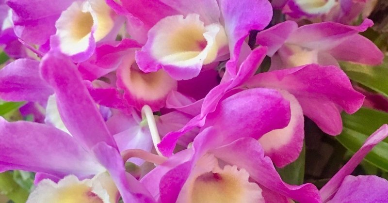 ケルトの花言葉で一言 11 27 火 12 6 土 ケルト Note