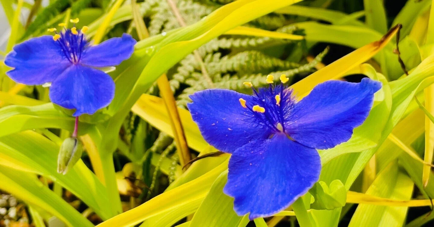 植栽家の日常】20230521 農場での開花や新緑がキレイだった件｜太田