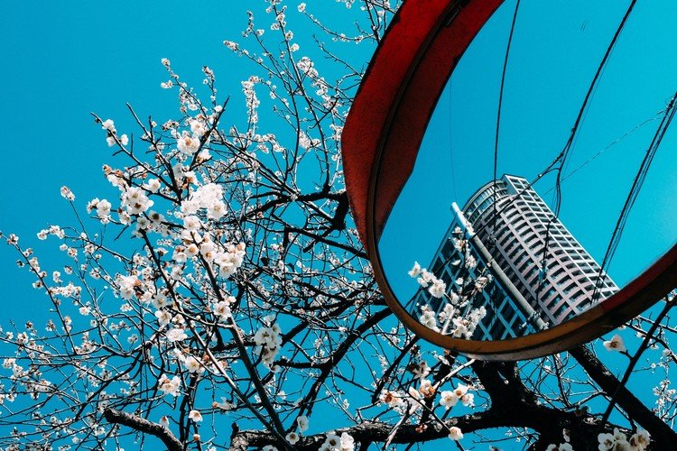 街を歩いているときに見つけた早咲きの桜。