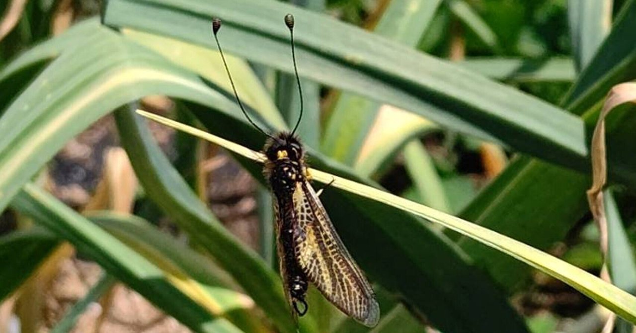 トンボ？ちょう？珍しい昆虫の発見｜戦魂