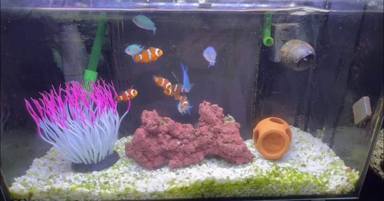 復活したクマノミ｜堀江圭子