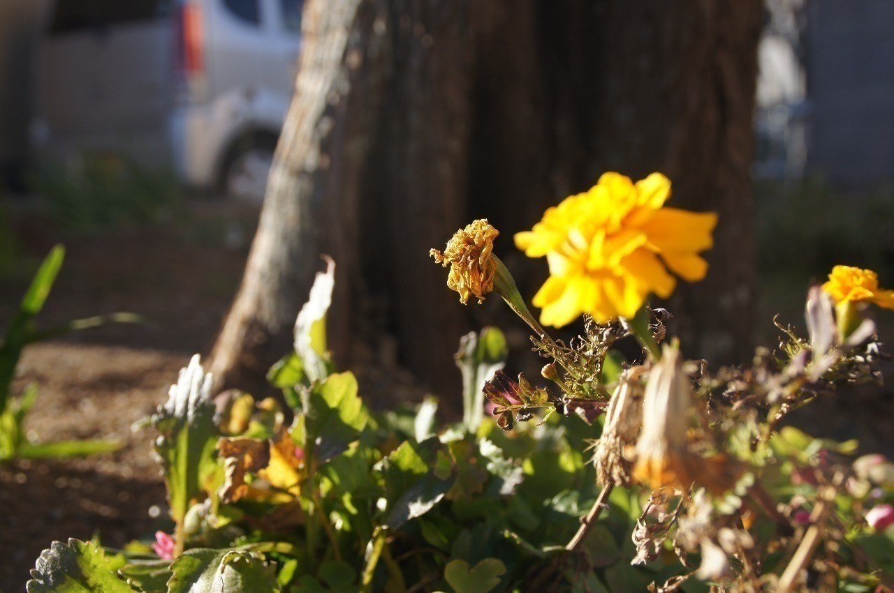 17 03 05 放射線治療終わって退院 脳腫瘍に打ち勝つ ケロ子が記す 脳幹グリオーマと戦う旦那さんの記録 Note