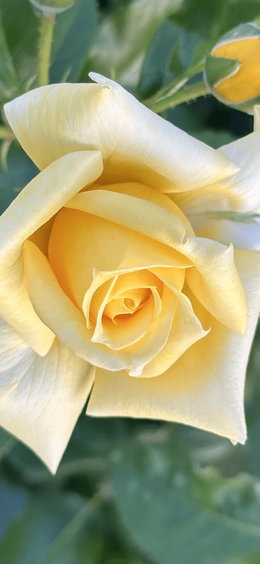 天津乙女｜EGGSEED