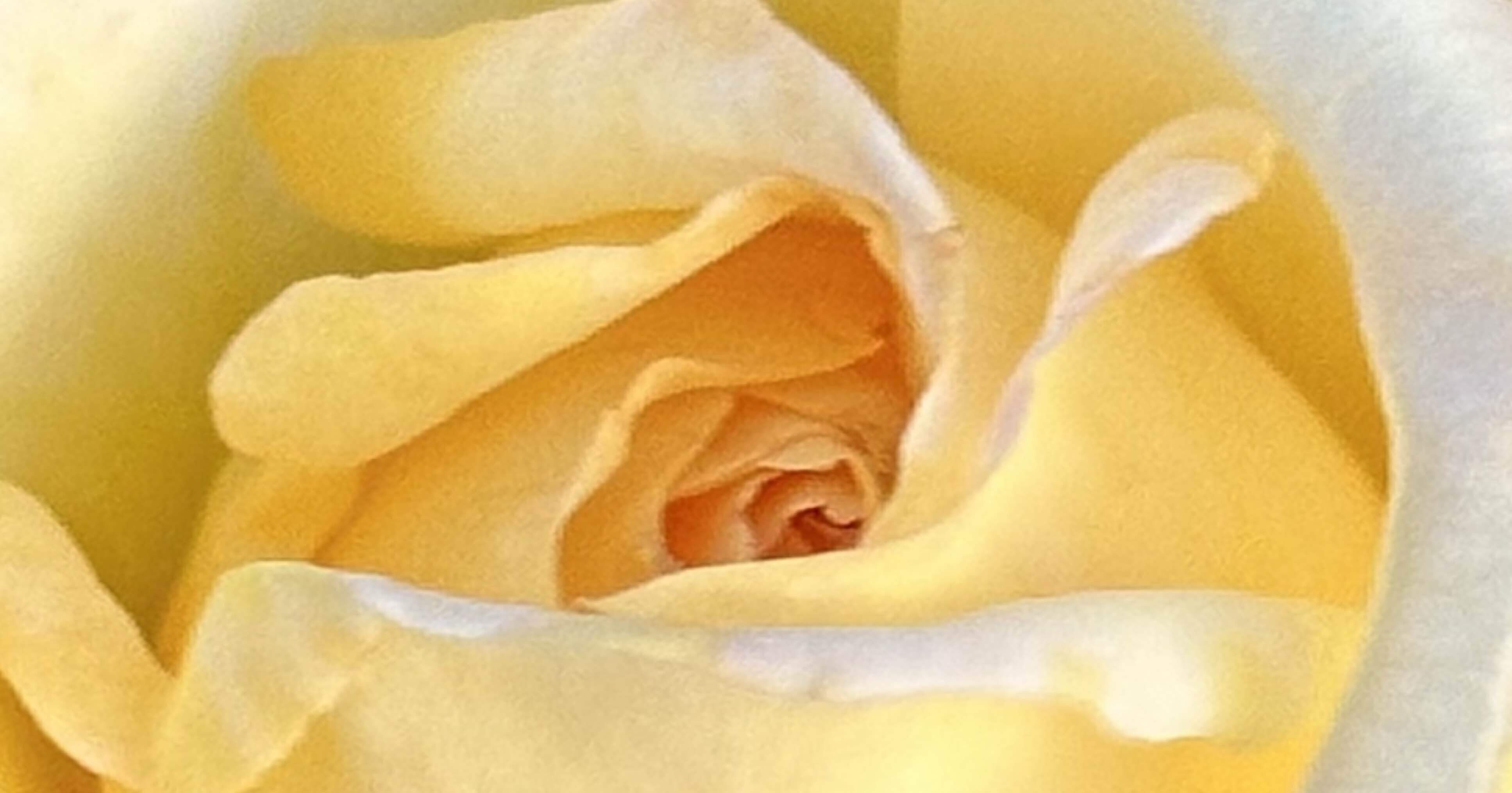 天津乙女｜EGGSEED