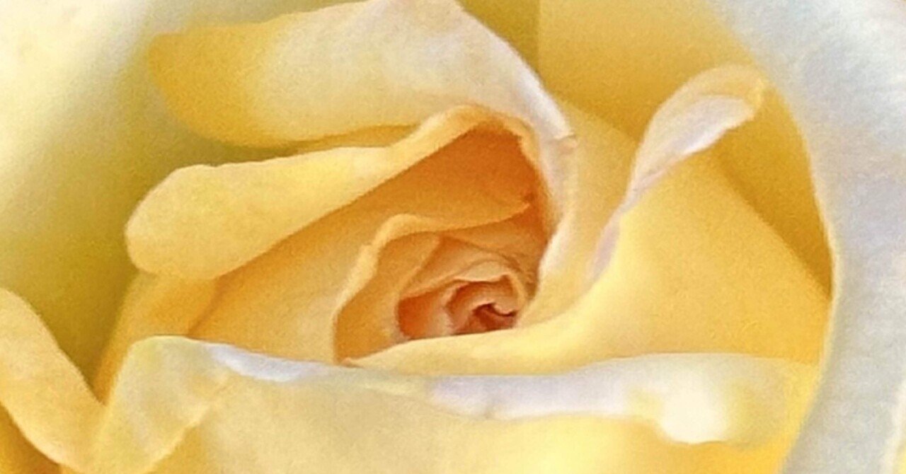 天津乙女｜EGGSEED