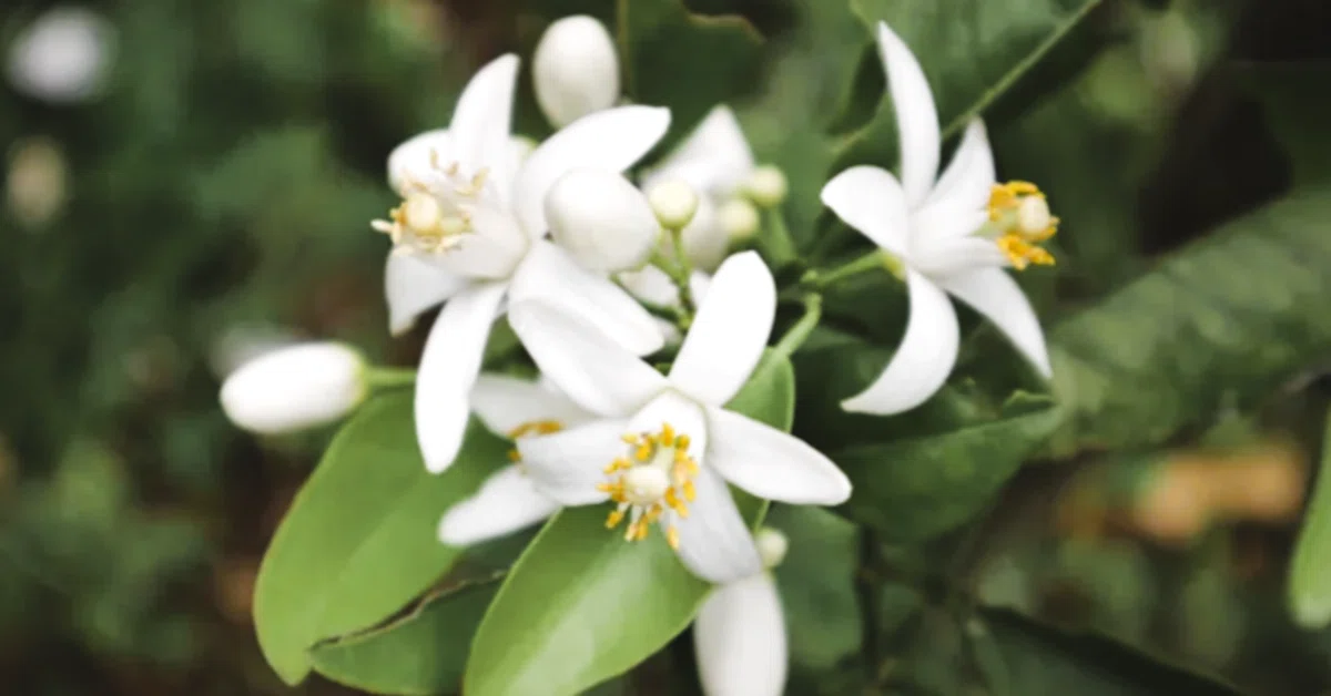 こんな庭でもかぐわしいかおりをはなつ花がいっせいに咲きはじめた 
