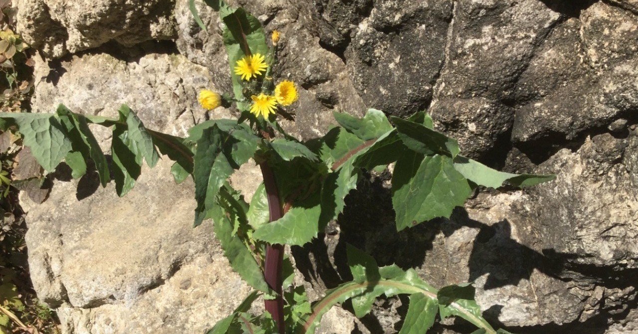 野草食日記 5 ノゲシ研究 なな艸 Note 野草食日記 5 ノゲシ研究 なな艸 Note