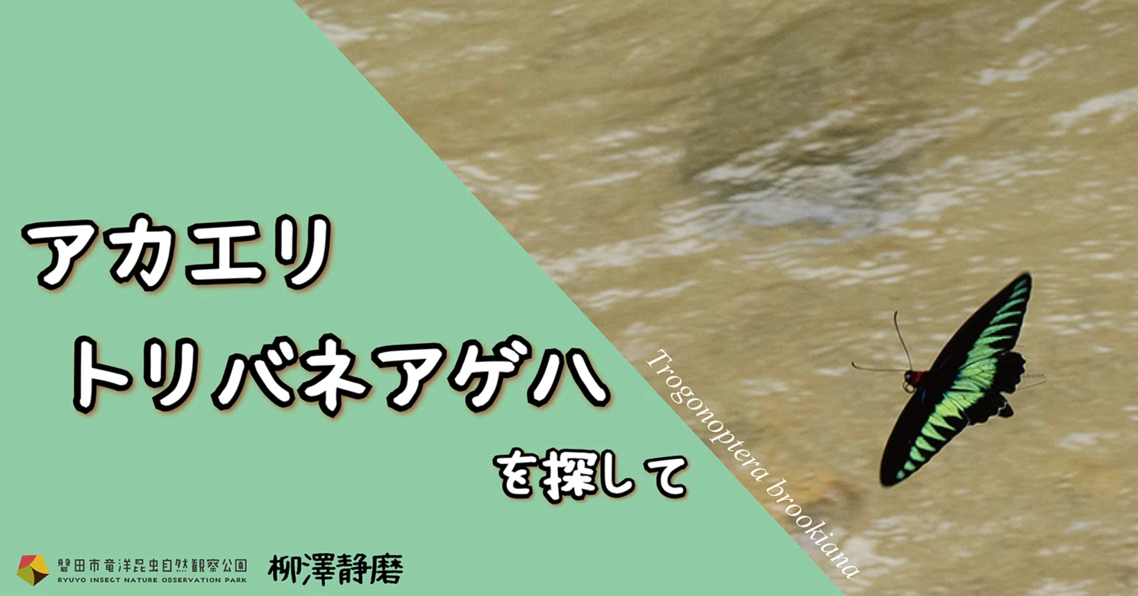 アカエリトリバネアゲハを探して｜竜洋昆虫自然観察公園