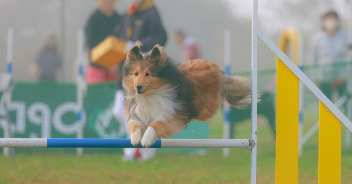 油絵　専用　ジャンプをする犬 油絵 専用 ジャンプをする犬 受け取れる