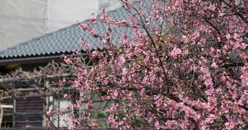 雨桜