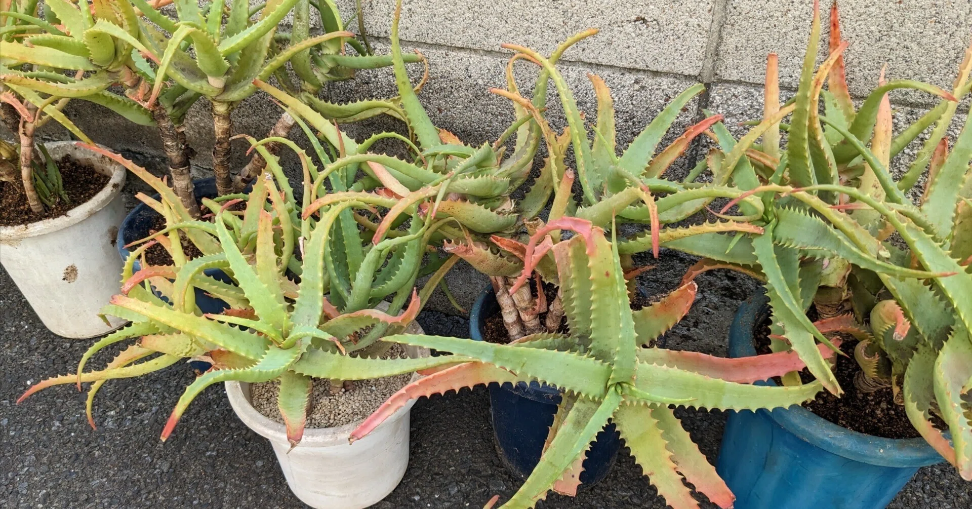 アロエの植え替え｜kzn