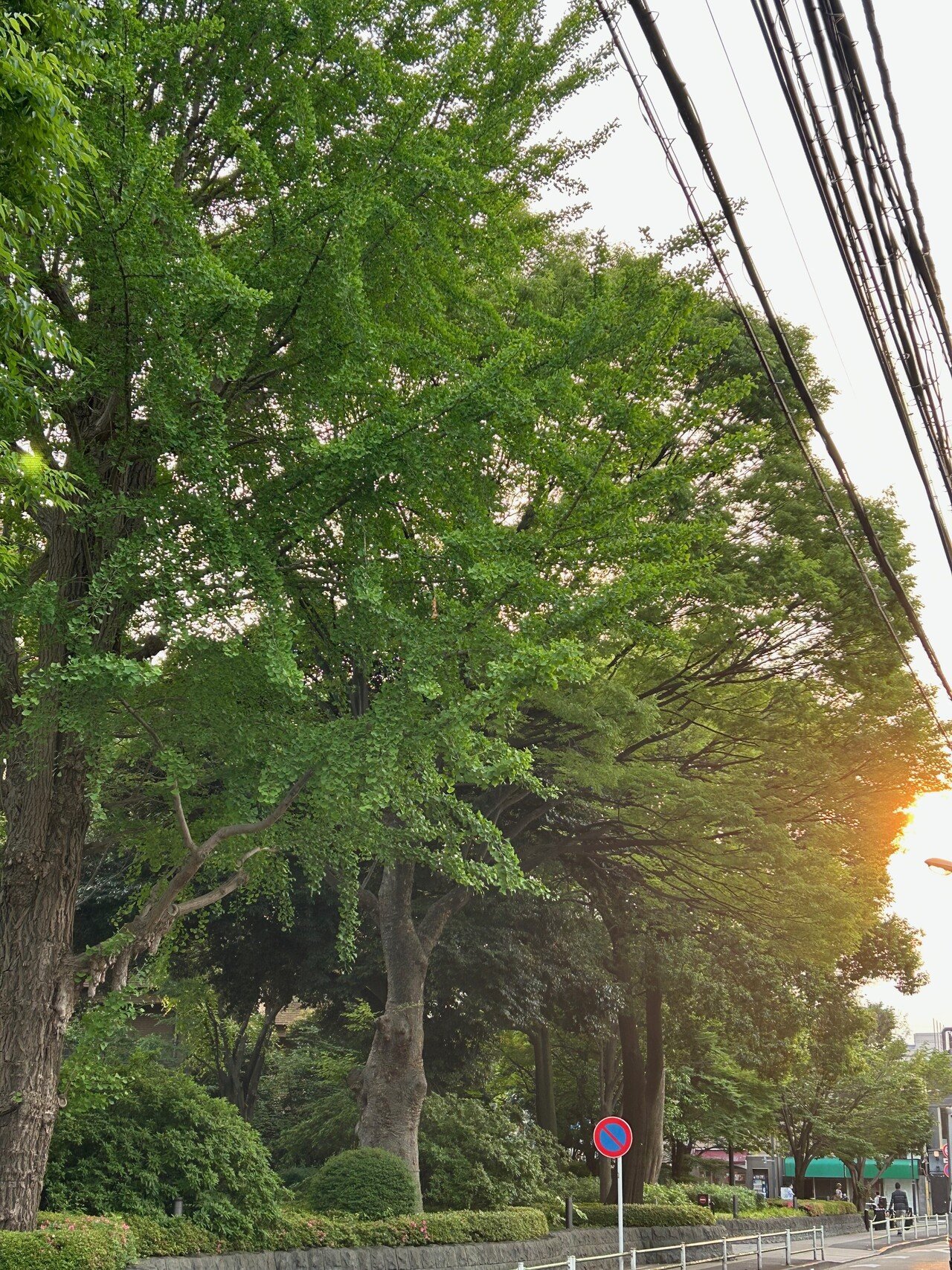 村上春樹「その猫はふわふわとした、みごとに美しい毛をもっていた。それはずっと昔の（そして今でもやはり同じように空に浮かび続けている）あの太陽の