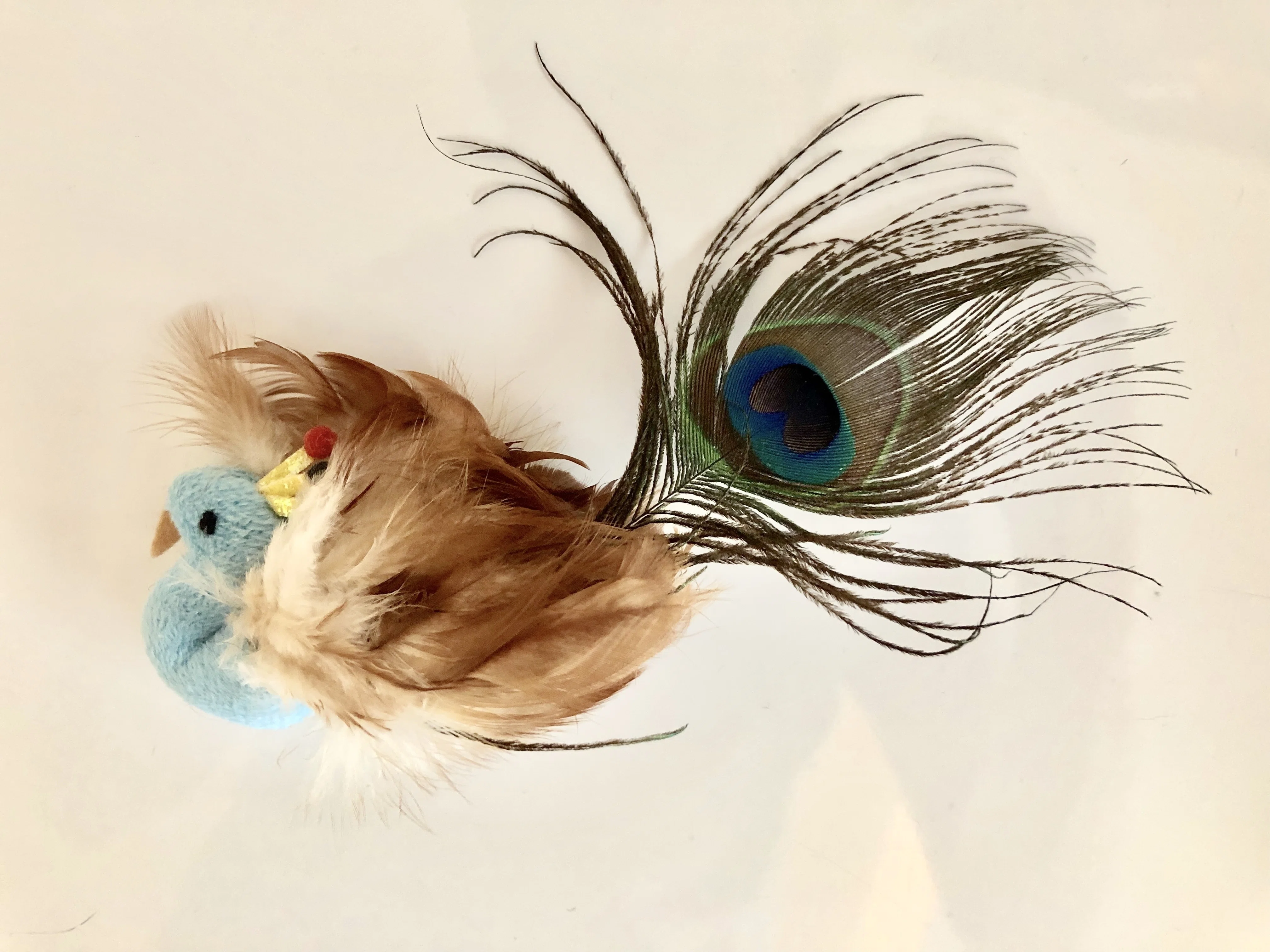 Peacock｜note
