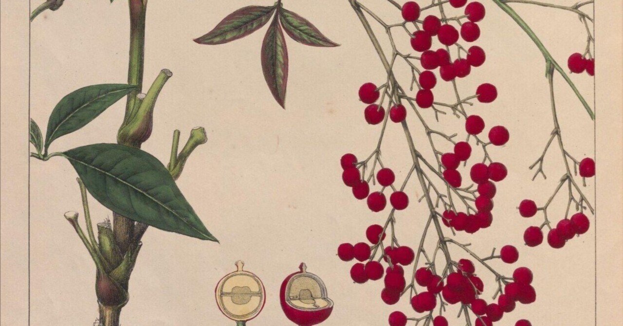 らんまん】明治17年の最新植物図譜｜富野牧太郎