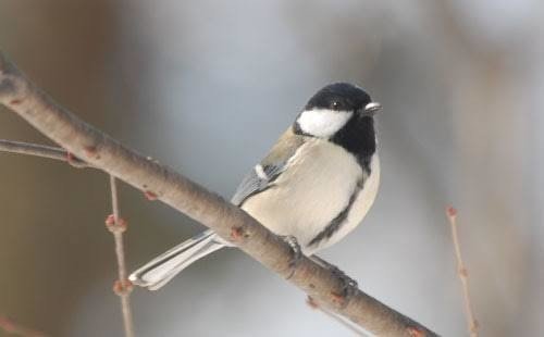 第74回 いつもシジュウカラ 3回目 翆野 大地 Note