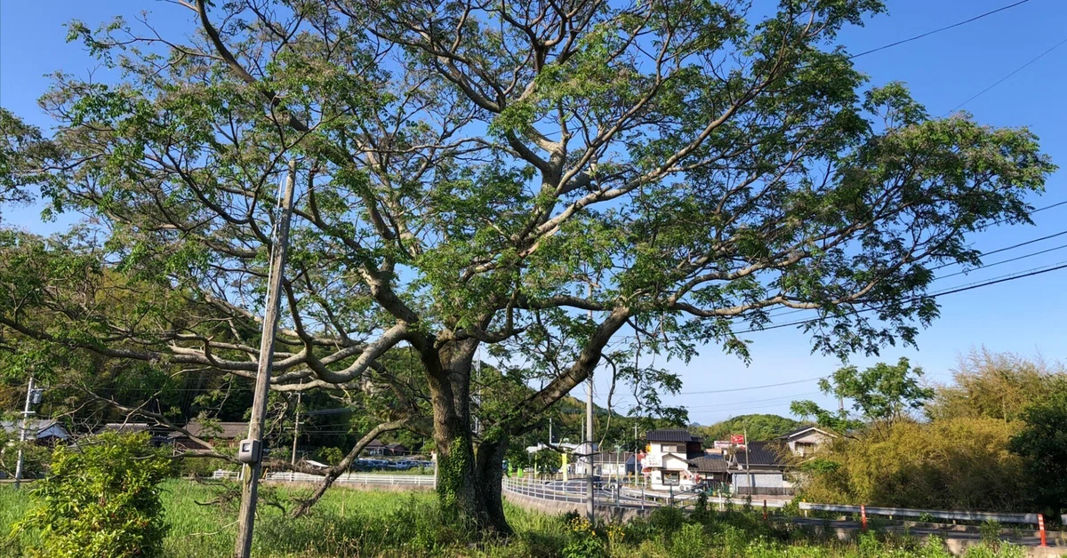 町内最大級のセンダン巨木、まさかの伐採計画|林 将之 町内最大級のセンダン巨木、まさかの伐採計画|林 将之