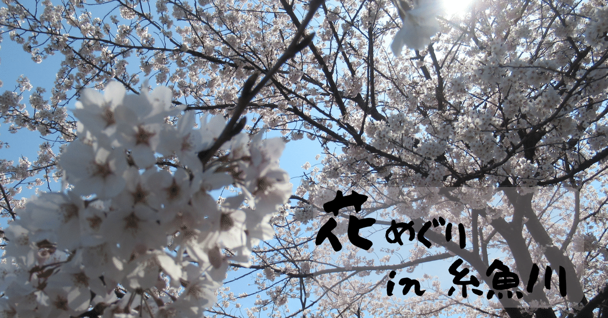 【代引き不可】 糸魚川の桜｜いえかつ糸魚川 BLOG チャーム