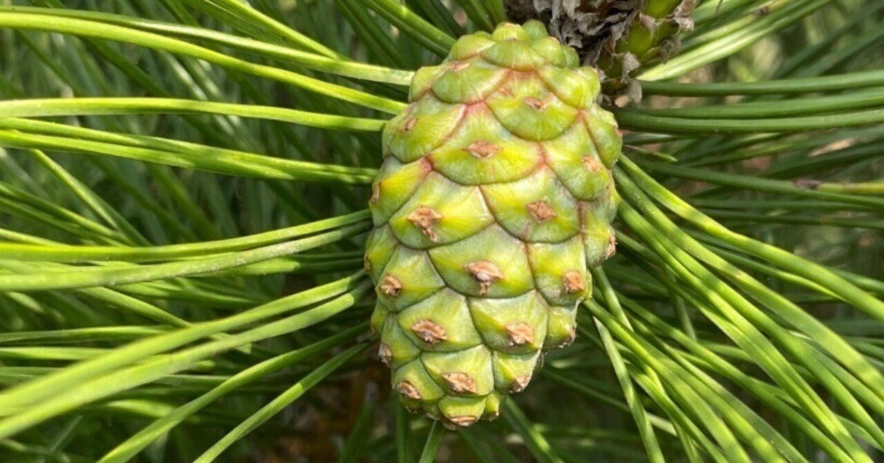 まつぼっくりの成長｜Cressonboy