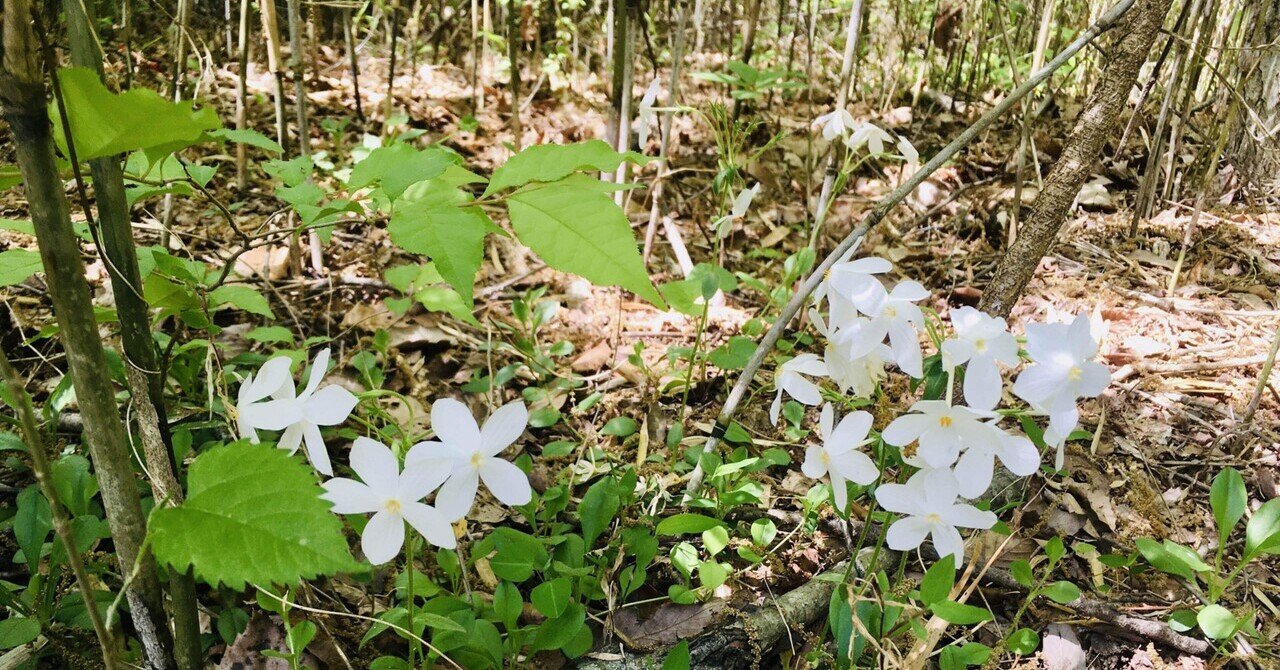 林に見つけた「白い花」(園芸種)の名探し…｜forestchild