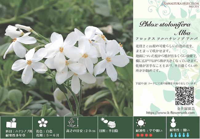 林に見つけた「白い花」(園芸種)の名探し…｜forestchild