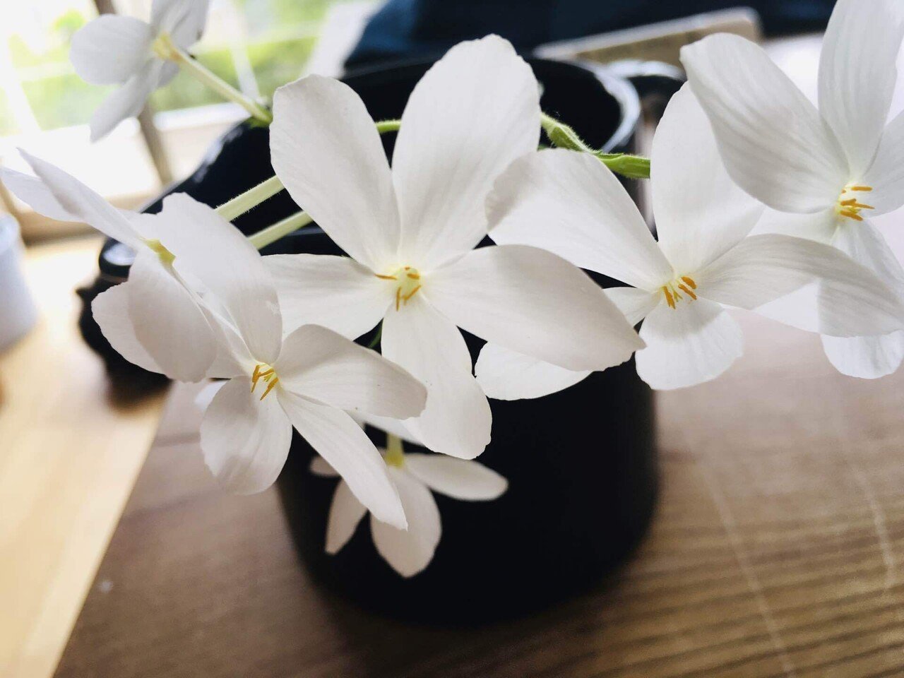 林に見つけた「白い花」(園芸種)の名探し…｜forestchild