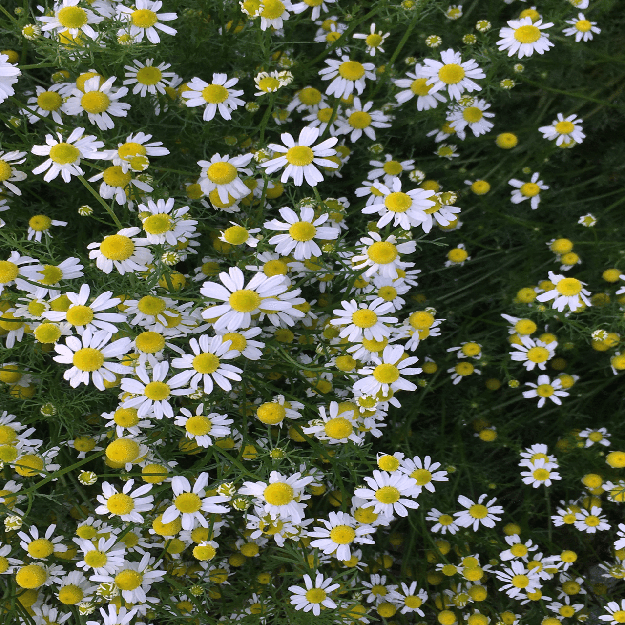 林に見つけた「白い花」(園芸種)の名探し…｜forestchild