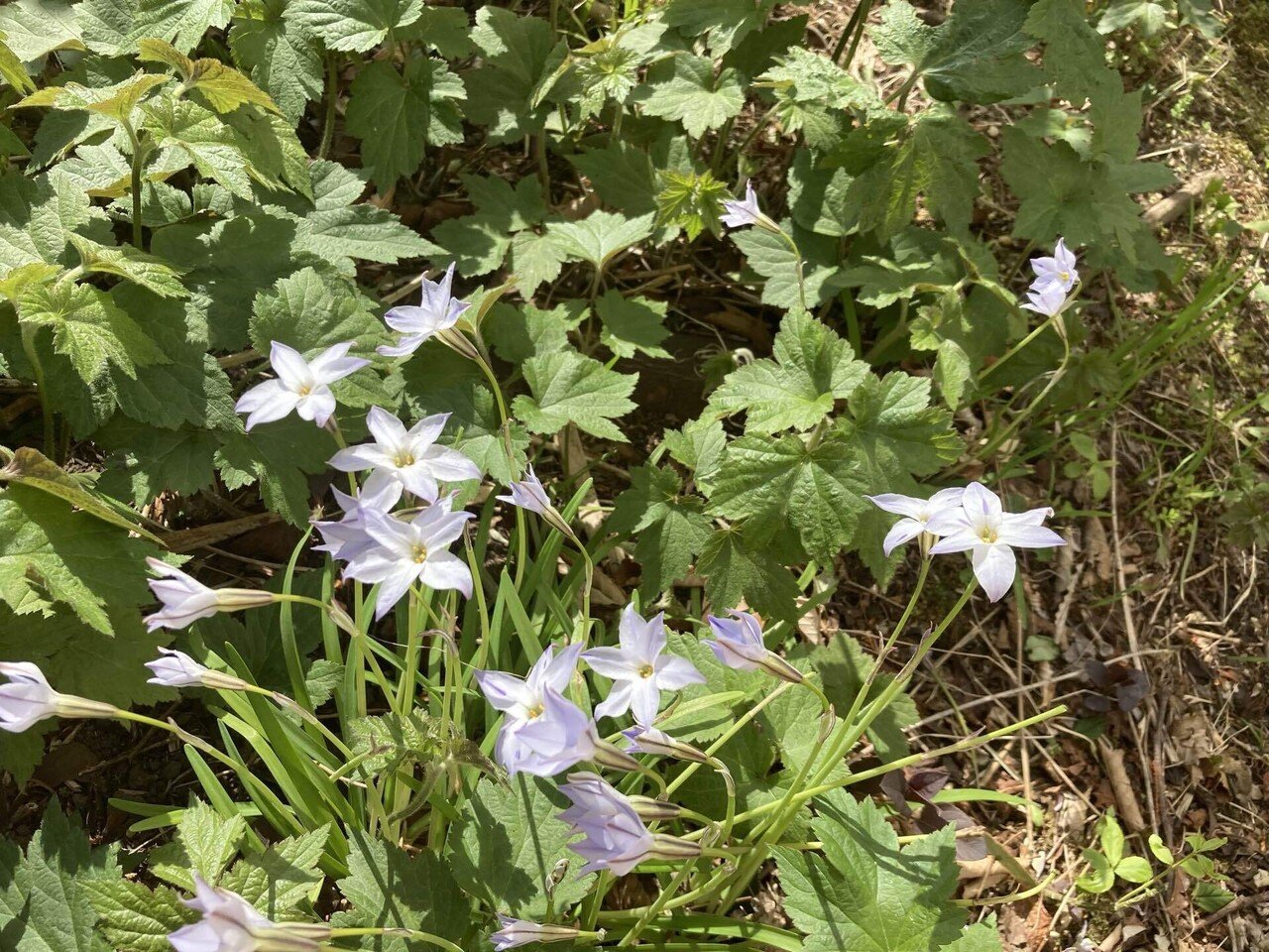 林に見つけた「白い花」(園芸種)の名探し…｜forestchild