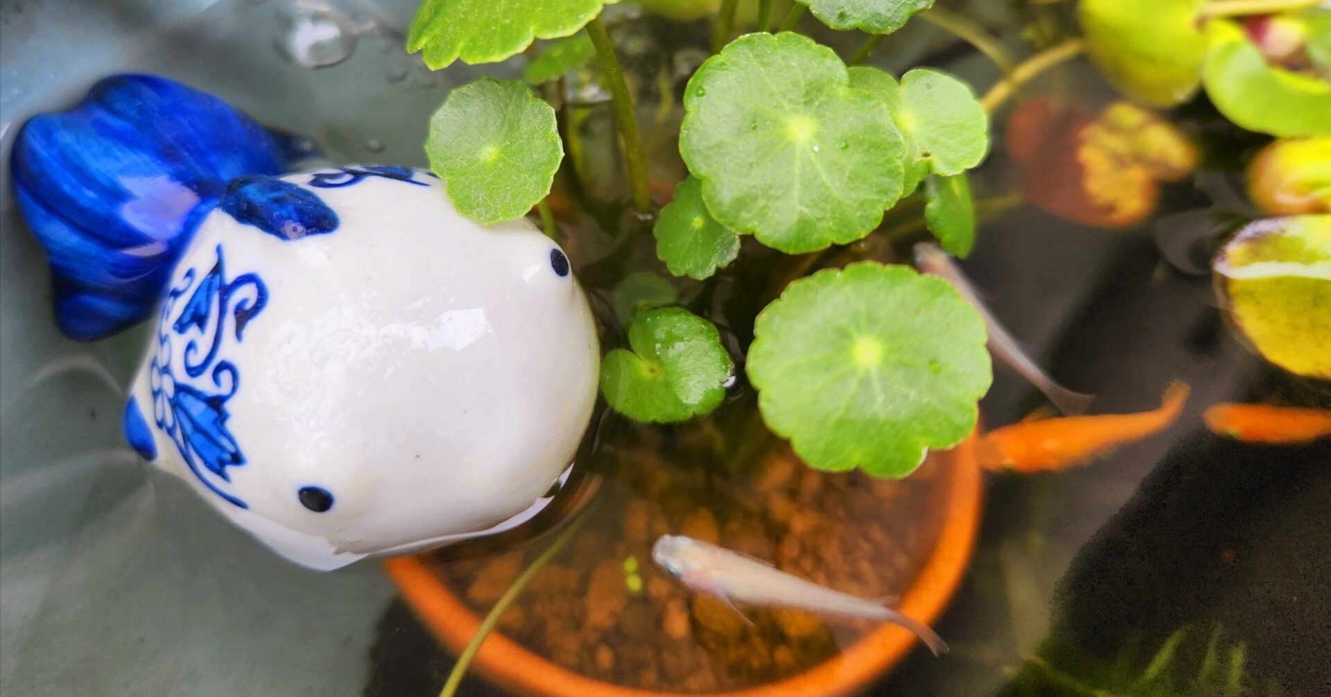 めだか愛物語り｜龍神くくりの姫巫女🐉神尾茉音