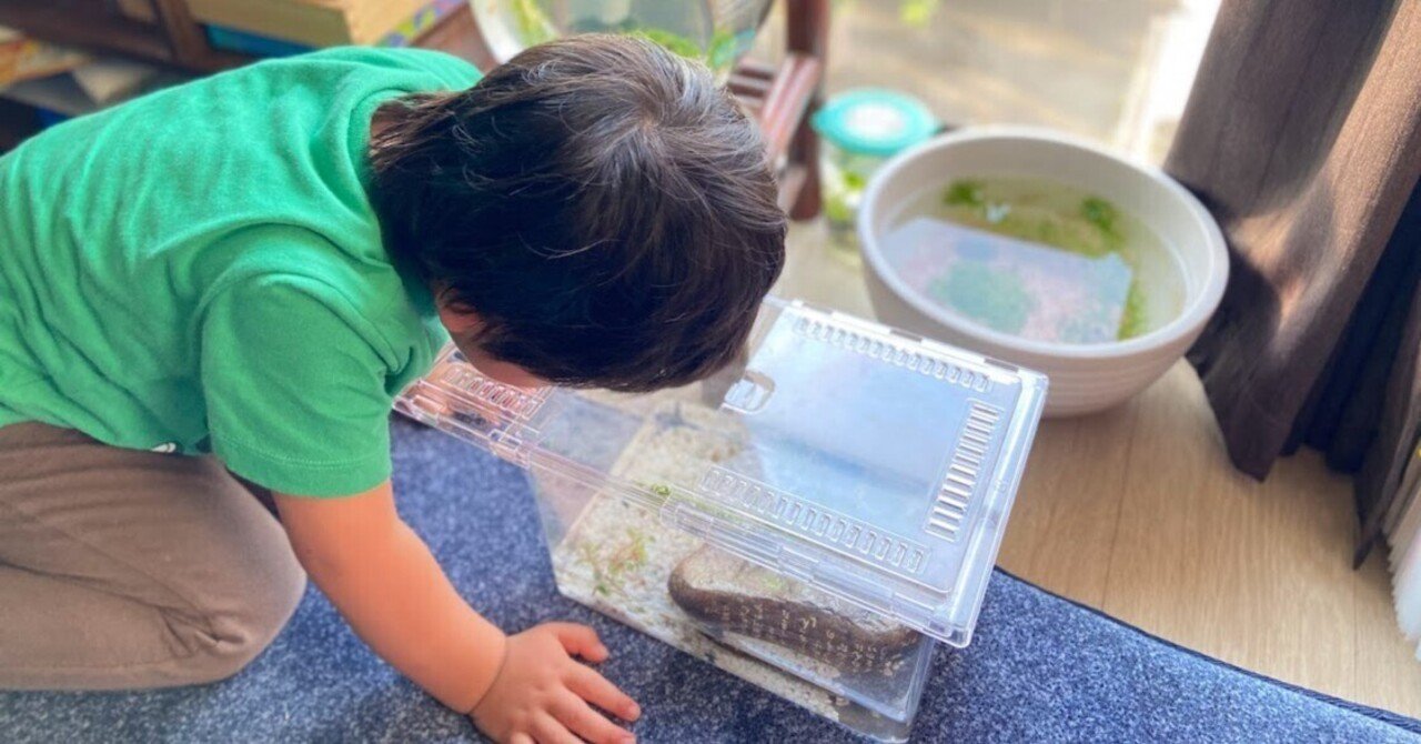 61歳パパの子育て。息子とサワガニ救出大作戦！？｜「地球探検隊