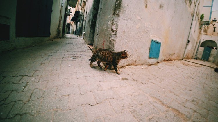 Tunis / Tunisia チュニジア、チュニス。世界遺産のチュニスのメディナ（旧市街）。迷路のような居住区を歩く猫。