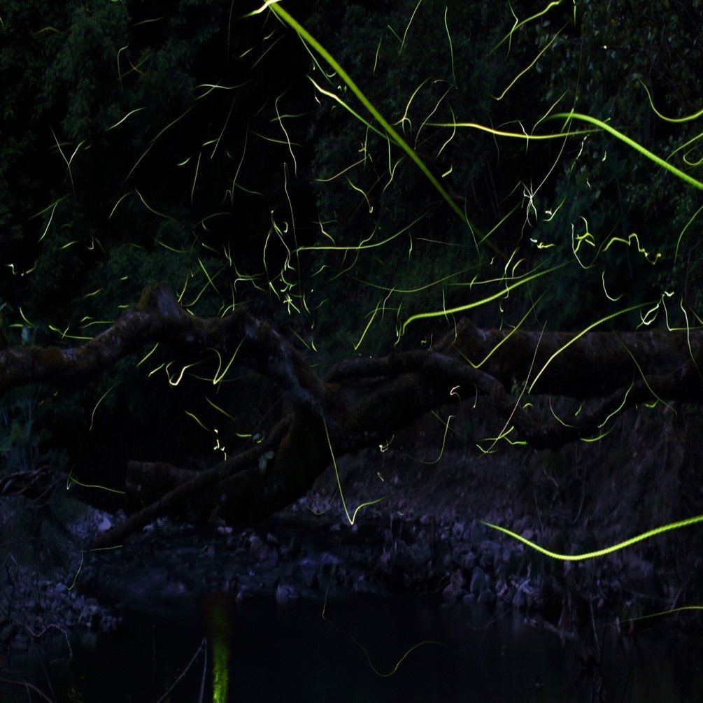 2023年版：香川県三豊市蛍スポットまとめ｜週刊みとよ ほんまモンRadio!