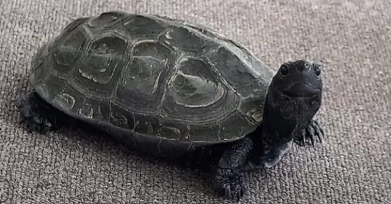 My encounter with a turtle happened in a classroom.｜さち