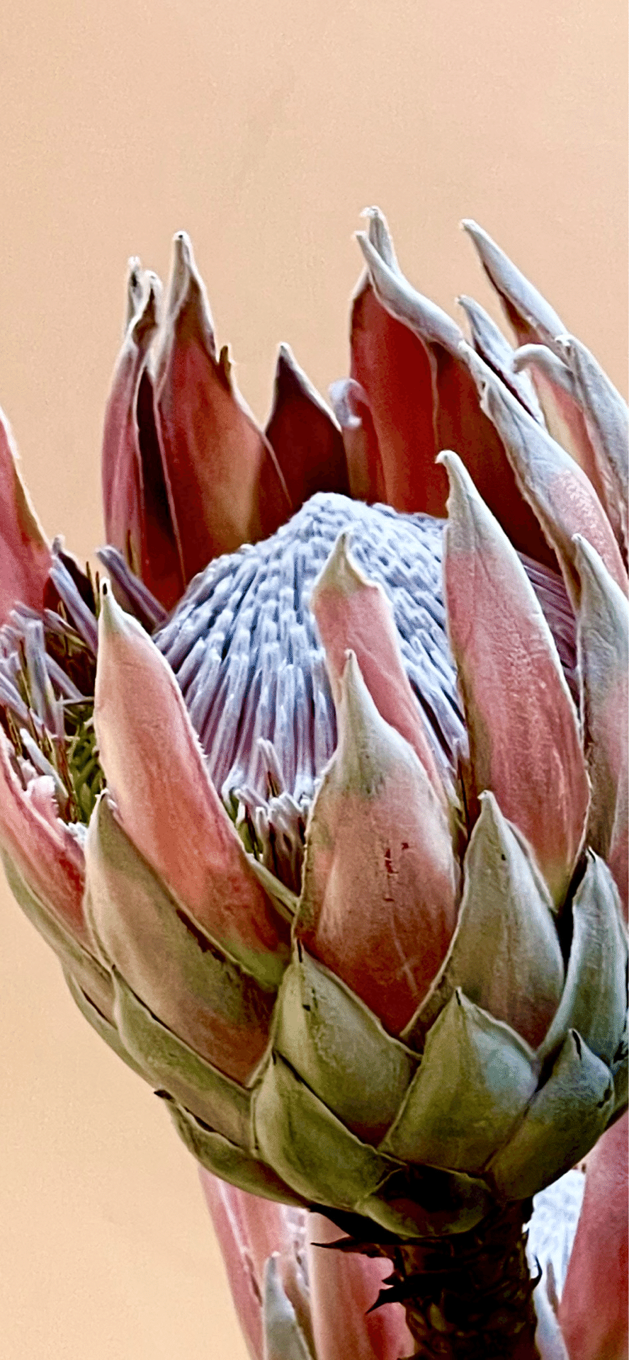 キングプロテア アーティチョークと並ぶ巨大花｜EGGSEED, image size:888x1920