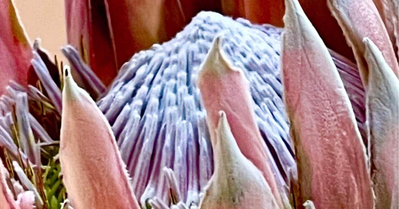 アーティチョーク – HiSoUR – Hi So You Are, image size:1280x670