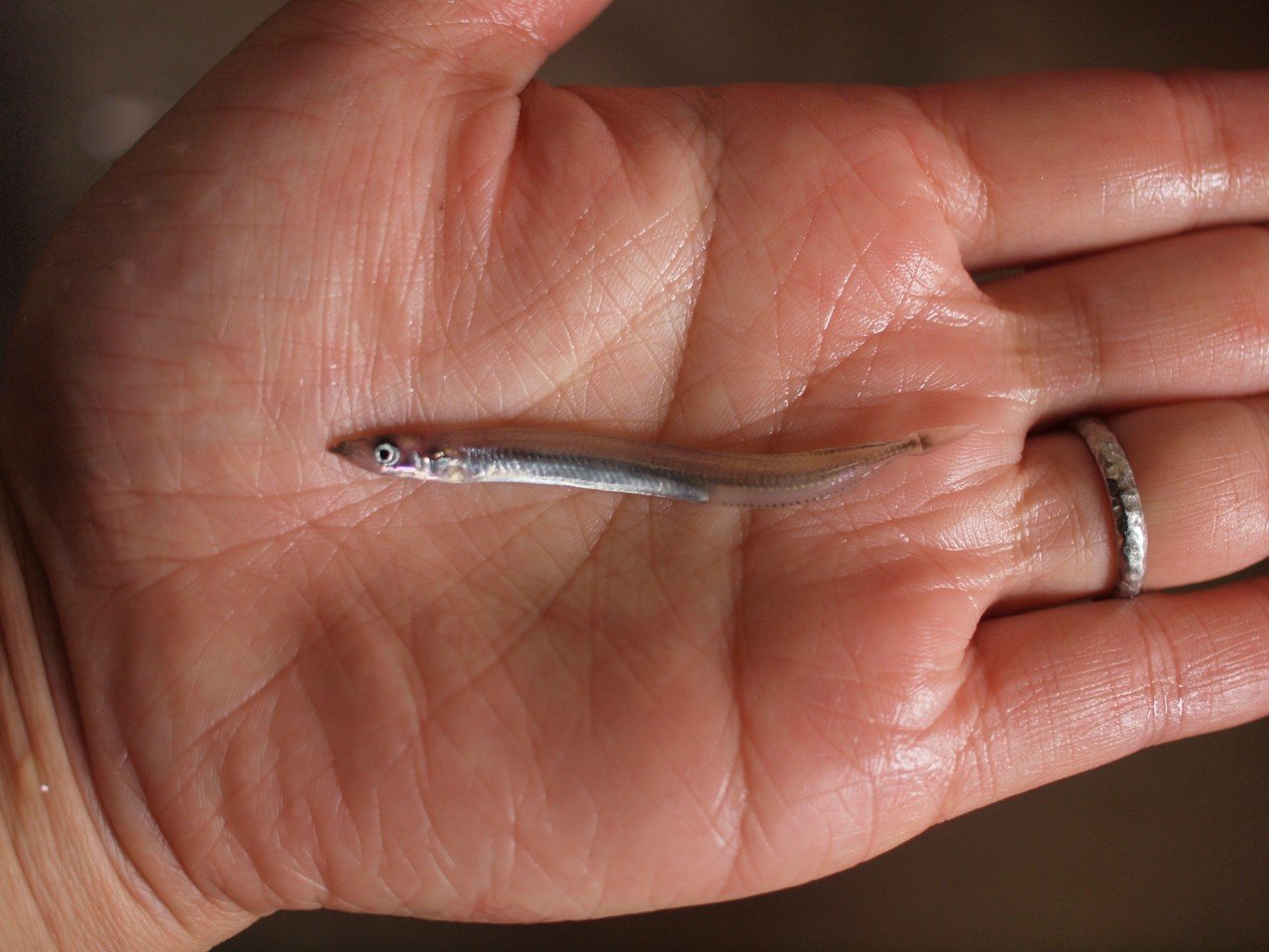 いかなごにかける情熱 麦酒 ゆみ ゆみっぺ Note いかなごにかける情熱 麦酒 ゆみ ゆみっぺ Note