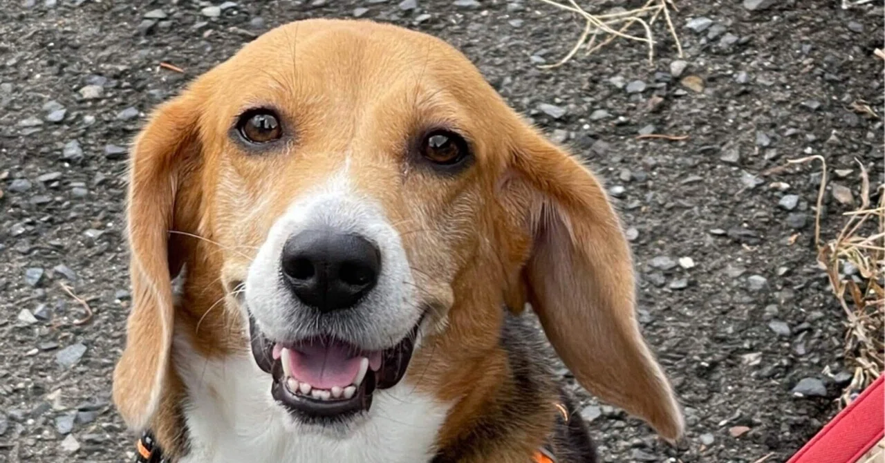 Beagle Typing BEAGLE|EGGSEED