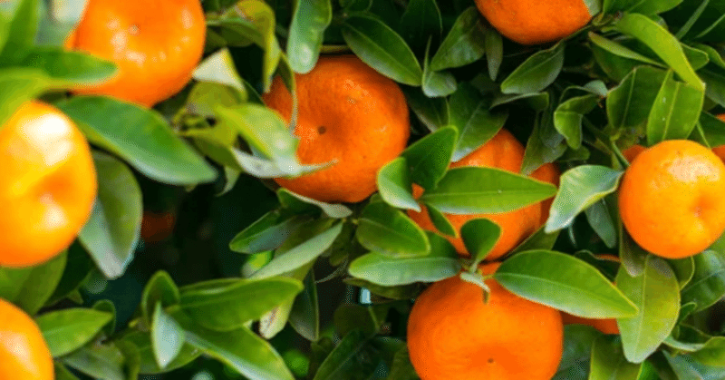 WOTEの柑橘