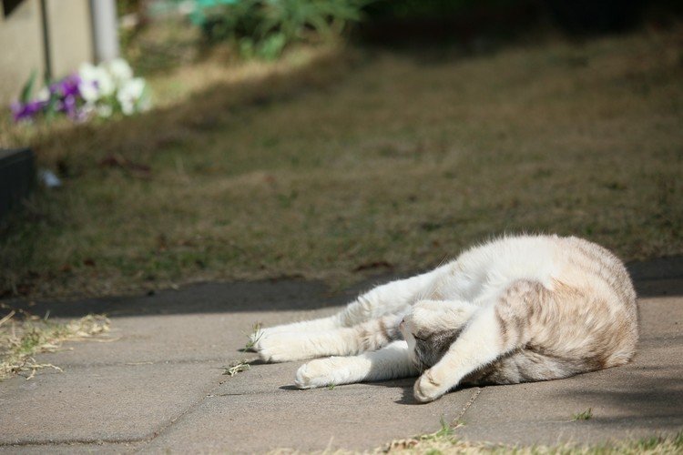 昨日の猫さま。
ポカポカ気持ちいい日は大体玄関前にひっくり返ってます😁