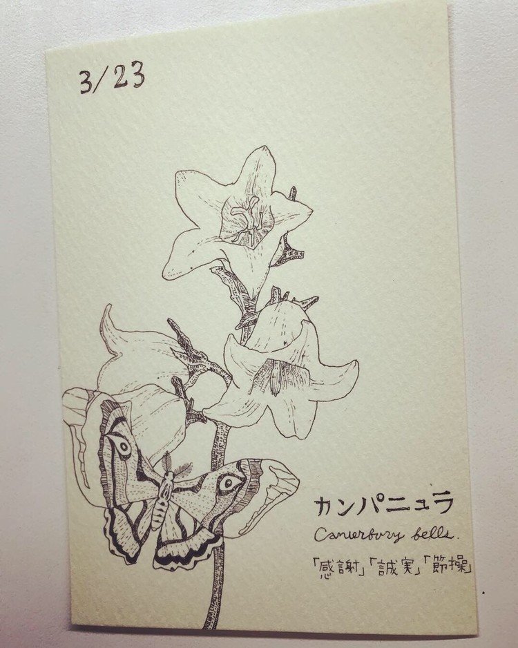 ３月23日の誕生花は「カンパニュラ」
花言葉は「感謝」「誠実」「節操」