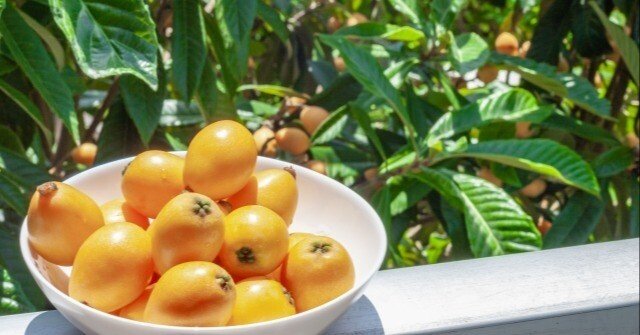 くらしの東洋医学 鍼灸で元気に】長寿の味方「びわ」のヒミツ｜あやかざり