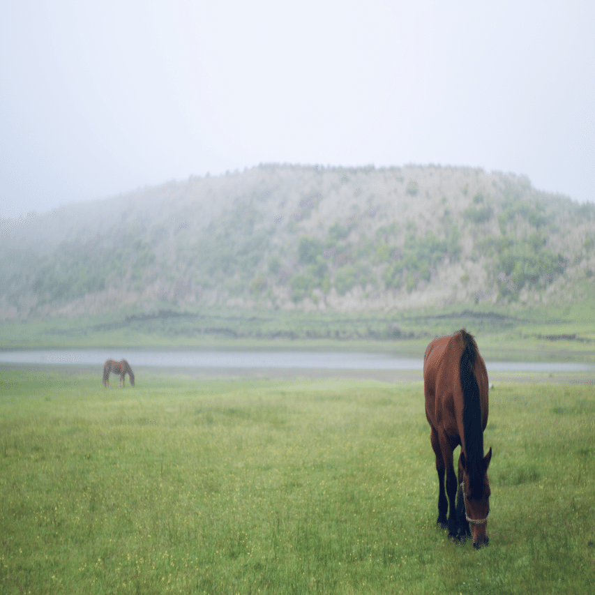 朝靄の中に見た、念願のあの景色〜九州旅④〜｜Miyuu