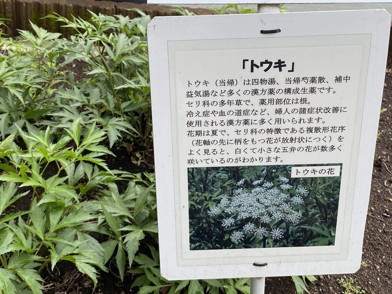 臨床医学と薬用植物―世界の薬草と漢方 (1985年) 臨床医学と薬用植物―世界の薬草と漢方 (1985年) | M.P.F.