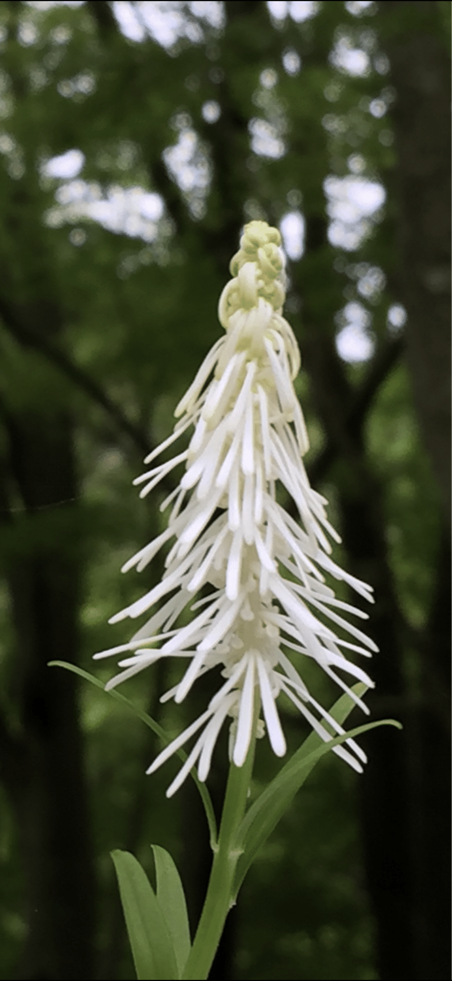 CHIONOGRAPHIS JAPONICA|EGGSEED CHIONOGRAPHIS JAPONICA|EGGSEED