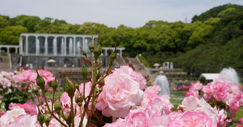 須磨離宮公園、薔薇と噴水