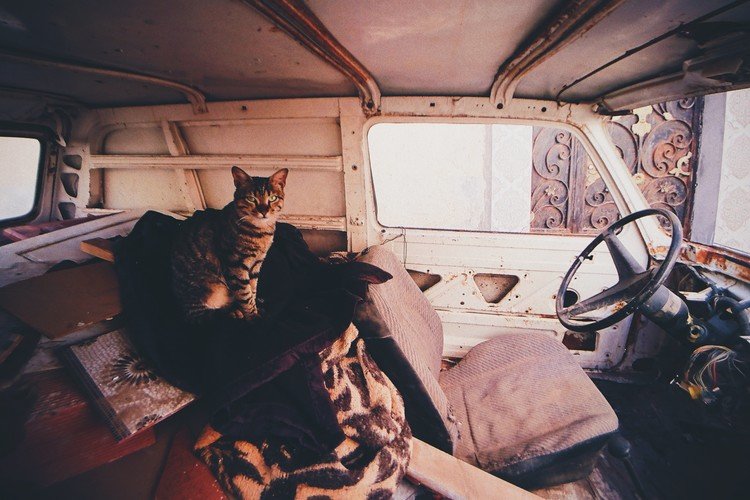 Tataouine / Tunisia チュニジア、タタウイン。クサ―ル（倉庫群）を撮影するために訪れた町で、廃棄された車の中に 住んでる?猫。ちなみにタタウインはスターウォーズのロケ地として有名です。