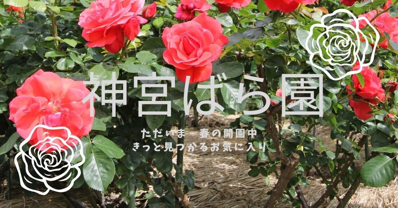 令和5年5月24日（水）園内に咲くバラ③（遅咲きと変わった花の形のバラ