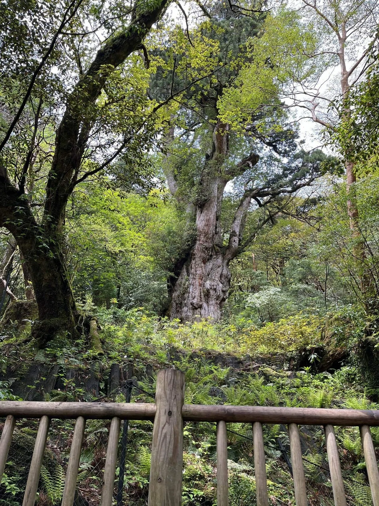 屋久島の楽しみ方｜NoriNori/ Mahalo nuiloa（Local Tour Guide in Tokyo）