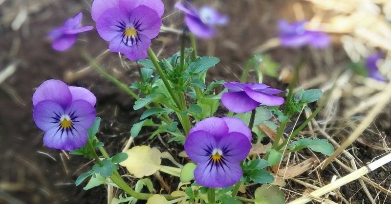 花を食べる